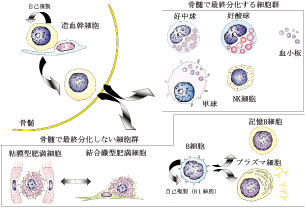 時間情報を維持する細胞群